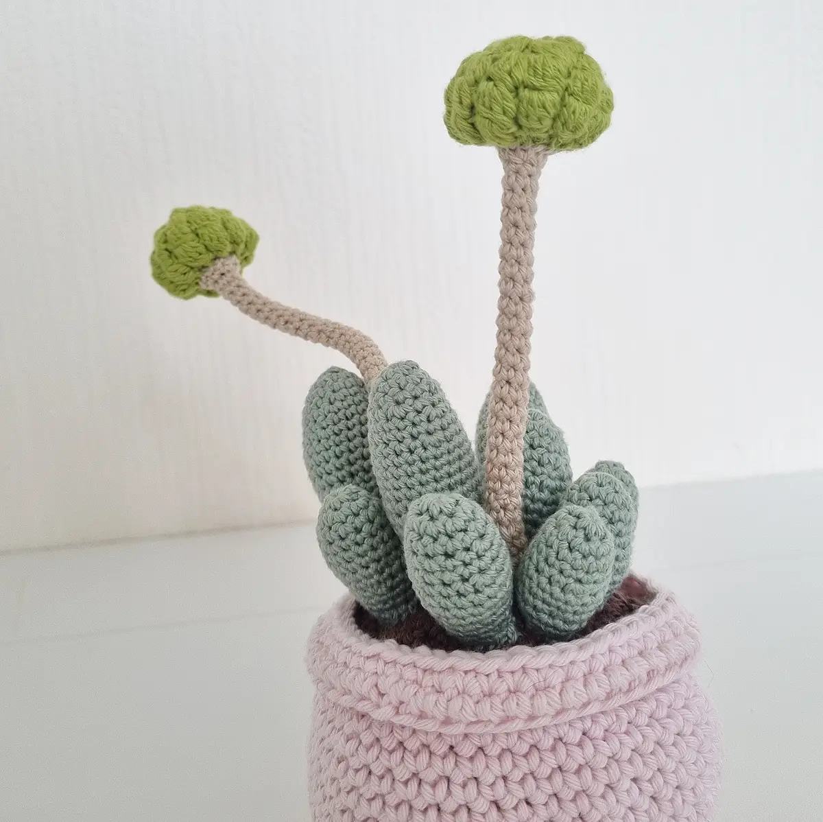 crochet succulent in pot